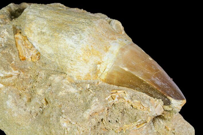 Rooted Mosasaur (Prognathodon) Tooth - Morocco #150249